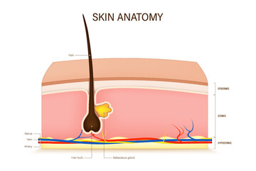 Human skin anatomy vector. Skin layers structure. Epidermis, dermis and hypodermis. Hair, Sensory receptor, Nerve, Artery and Vein.