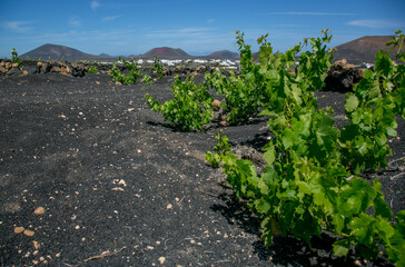 Volcanic landscape and wine growing of Lanzarote near Masdache, Canary islands, Spain