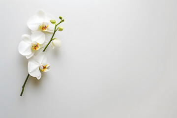 Fototapeta premium A simple, elegant image of a single white orchid on a pristine white background, emphasizing purity and beauty