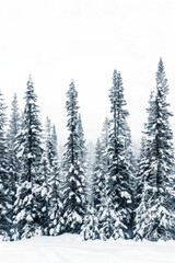 Obraz premium Capture the quiet beauty of a snow-covered evergreen forest, with tall trees standing tall against a backdrop of pristine white snow. The minimalist composition, with just the trees and snow.