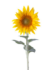 Sunflower isolated on a white background.