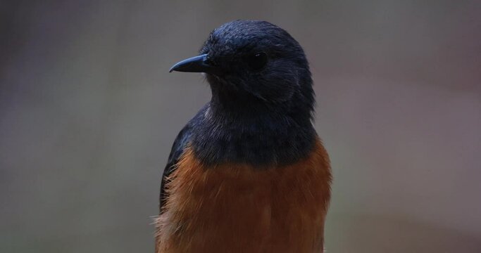 Looking up and down and towards the left, portrait footage, White-rumped Shama Copsychus malabaricus, Thailand