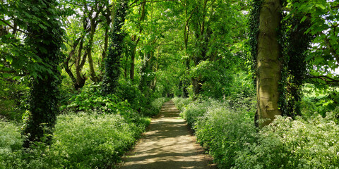 Obraz premium Narrow lane through the countryside. Narrow road through trees. Tree lined pathway. Tree lined lane.