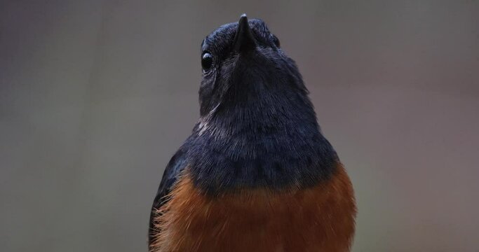 Looking up as the camera zooms in, White-rumped Shama Copsychus malabaricus, Thailand