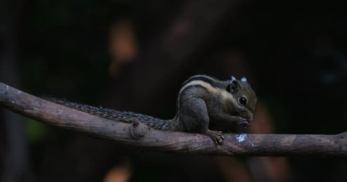 Facing to the right while eating on a branch and then runs to the left being chased by another, Himalayan Striped Squirrel Tamiops mcclellandii, Thailand