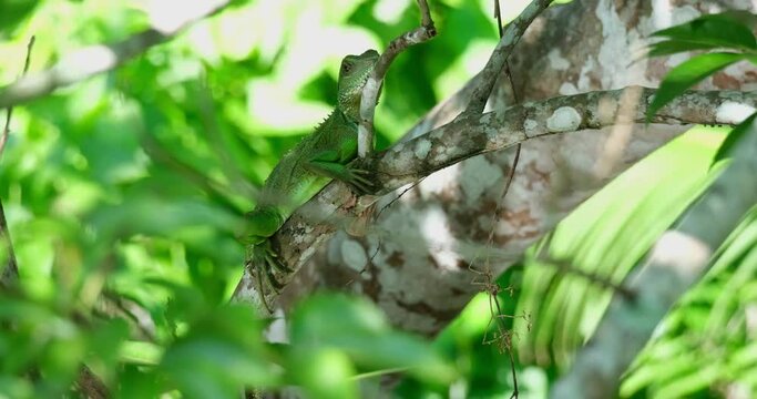 Seen resting on a big branch deep in the thick of the tree while the camera zooms in, Chinese Water Dragon Physignathus cocincinus, Thailand