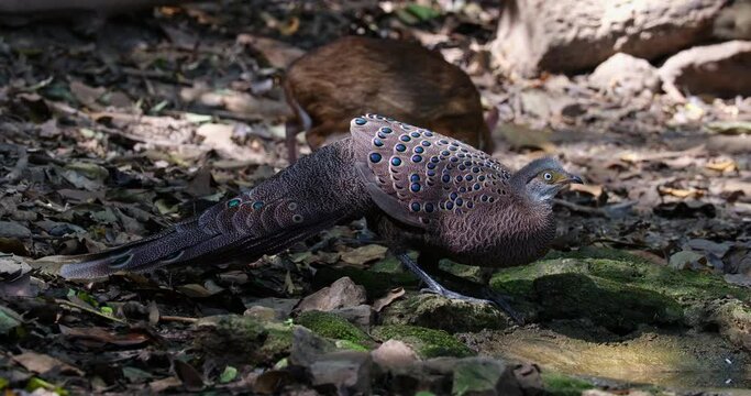 Drinking water while a Lesser Mouse Deer Tragulus kanchil is seen at the background feeding on the ground, Grey peacock-pheasant Polyplectron bicalcaratum, Male, Thailand