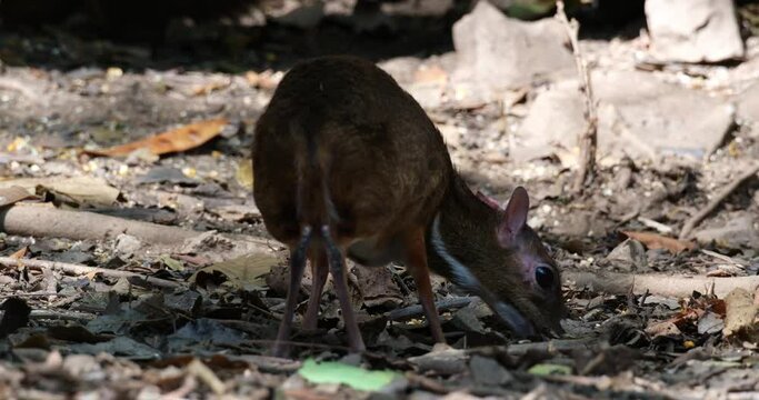 Seen from its back while extending its head towards the right while eating from the ground, Lesser mouse-deer Tragulus kanchil, Thailand