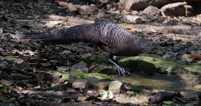 Drinking water while the camera zooms in to reveal this lovely male Grey peacock-pheasant Polyplectron bicalcaratum, Thailand