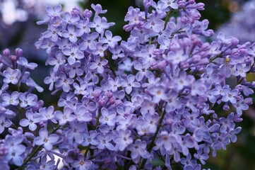 Obraz premium A bouquet of blooming lilacs. Beautiful purple petals. Natural background.