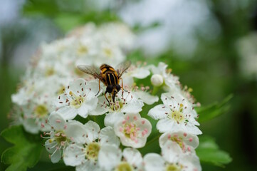 A bee collects pollen from a hawthorn tree.