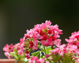 Close-up photo of a beautiful pink Verbena (vervain) flowers in a vase on the balcony