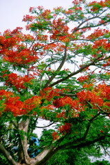 Naklejka premium the seeds of Royal poinciana are very fleshy and delicious. eaves of Royal poinciana have a feather-like appearance and a characteristic bright, pale green color