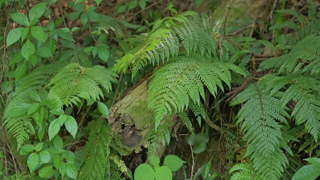 fern with sun light with forest