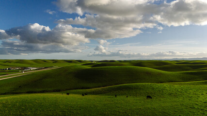 Obraz premium An impressive landscape of green meadows or hills on which cows graze. Drone photo