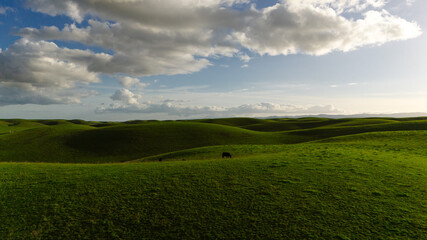 An impressive landscape of green meadows or hills on which cows graze. Drone photo