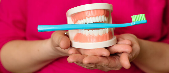 Close-up of a plastic jaw and a toothbrush in a woman's hands. Panoramic image.