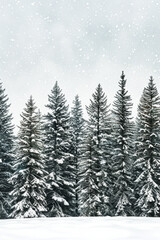 Capture the quiet beauty of a snow-covered evergreen forest, with tall trees standing tall against a backdrop of pristine white snow. The minimalist composition, with just the trees and snow.