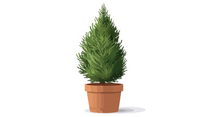 Cypress tree in pot isolated on white backgroundd Vector