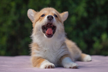 Welsh Corgi Pembroke puppy against a green background