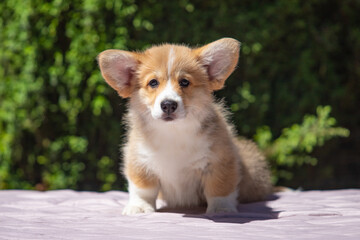 Welsh Corgi Pembroke puppy against a green background