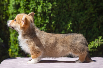 Welsh Corgi Pembroke puppy against a green background