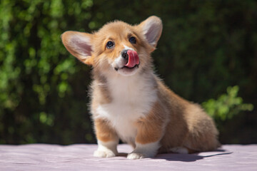 Welsh Corgi Pembroke puppy against a green background