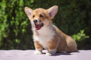 Welsh Corgi Pembroke puppy against a green background