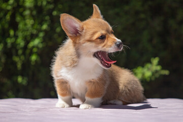 Welsh Corgi Pembroke puppy against a green background