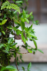 leaves on a branch