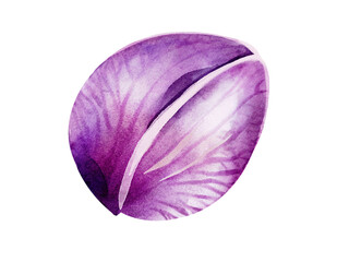 Orchid petal watercolor