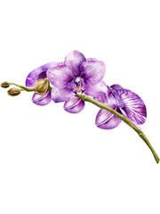 Orchid flower watercolor