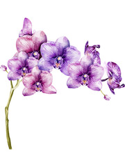 Naklejka premium Orchid flower watercolor