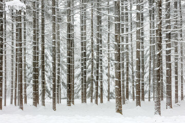 Fototapeta premium Capture the quiet beauty of a snow-covered evergreen forest, with tall trees standing tall against a backdrop of pristine white snow. The minimalist composition, with just the trees and snow.
