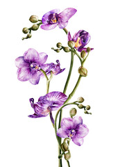 Orchid flower watercolor