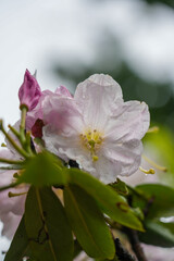 pink and white flower