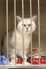 Sick cat in vet hospital close up photo. High quality photo