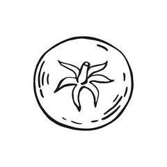 Tomato. Hand drawn vector illustration.