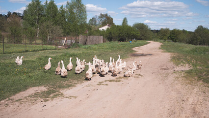 geese in the village summer