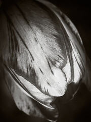 The bud of a magnificent tulip is photographed in close-up, the texture of delicate petals is...