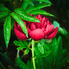 Wet, juicy green leaves and a red peony blooming between them - the most beautiful flower and the...