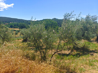 Olive trees