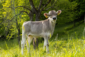calf, cow, bull, graze in the lush greenery, during a warm sunset. Peaceful environment, rural life, happy animals, relaxing moment, life in the open air. Sustainable farming.