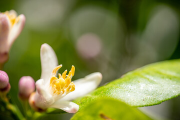 レモンの花