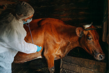 Veterinarian in protective gear carefully examines brown cow inside barn using stethoscope, focusing on the animal's health and wellbeing.
