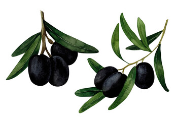 Black olive branch, watercolor hand painted, isolated on white background. Decoration for kitchen, for restaurant menus, recipes, plates and dishes