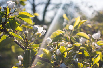A spring blooming pear branch with white flowers. Background with a branch of a flowering tree