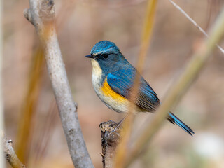 森の中で枝に留まっているルリビタキの雄