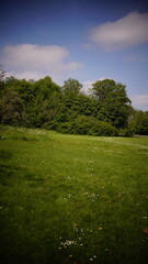 Obraz premium Countryside, Woodland, Nature, Landscape, Rural, Forest, Trees, Scenic, Serene, Tranquil, Greenery, Foliage, Meadows, Fields, Tranquility, Countryside scenery, Natural beauty, Outdoor, Peaceful, Wilde