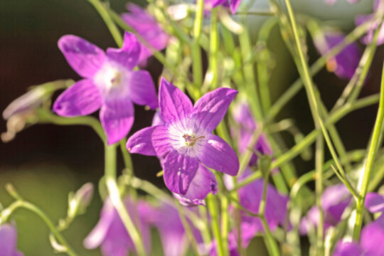 Wild lilac summer bell flowers
